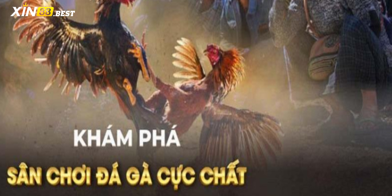 xin88 đá gà - Sân chơi chất lượng